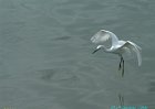 egret